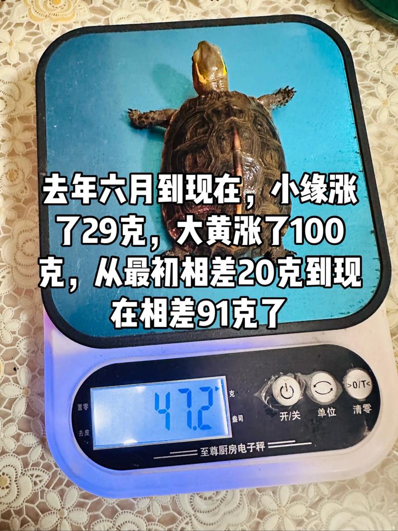 2025年观赏龟价格会涨还是跌？-图1