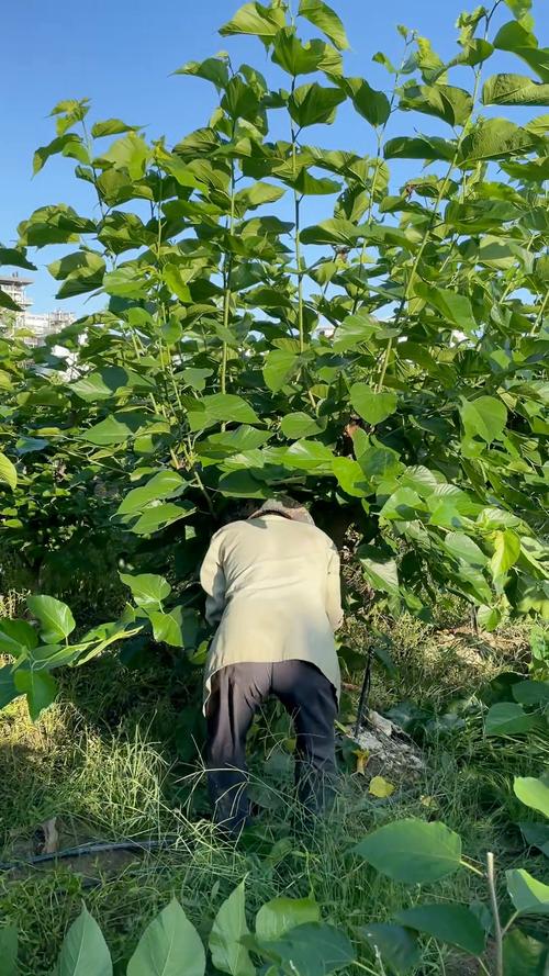 桑葚修剪果树技术视频-图1