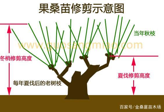 桑葚修剪果树技术视频-图2