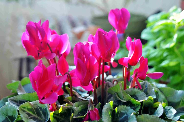 什么品种仙客来不休眠-图3