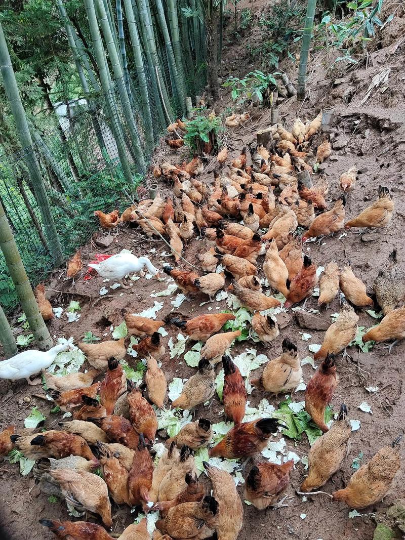 林下养鸡选什么品种好？-图1