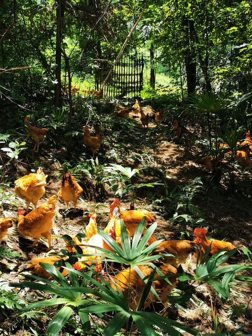 林下养鸡选什么品种好？-图2