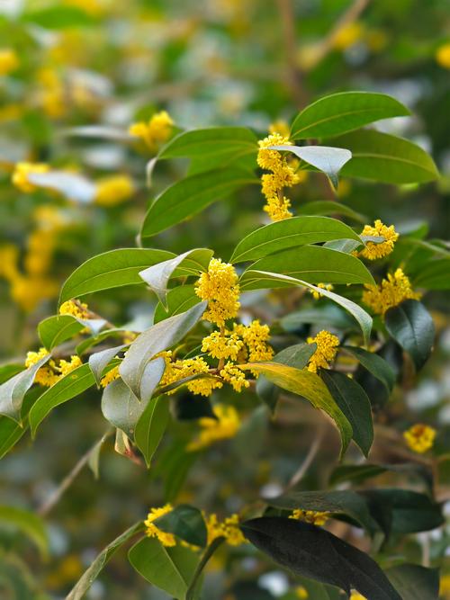 稀有桂花品种有哪些？-图1