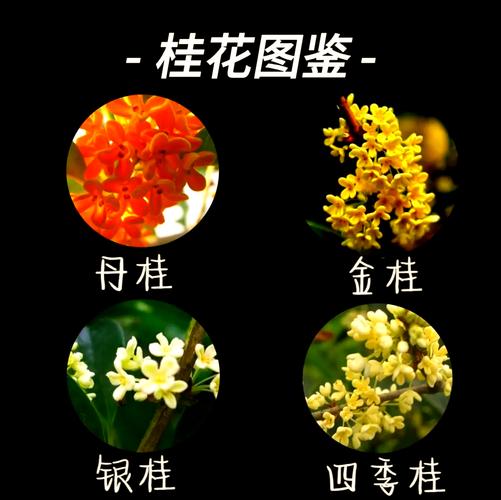 稀有桂花品种有哪些？-图2