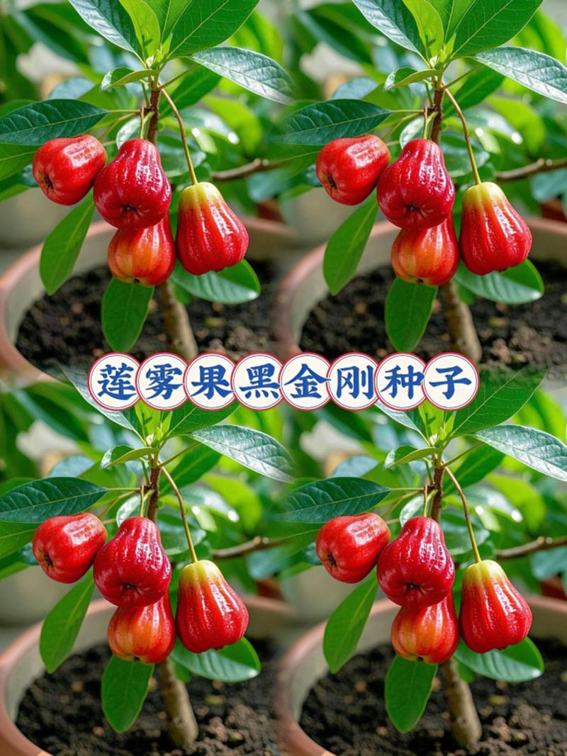 南方适合种植哪些干果品种？-图1