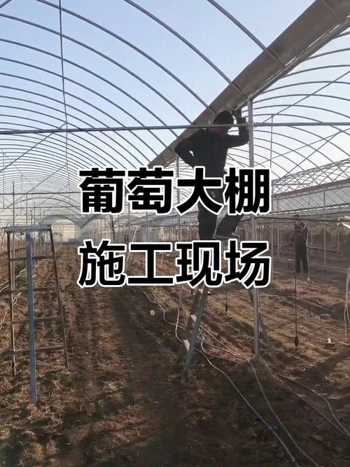 河北温室大棚葡萄技术怎么掌握？-图1