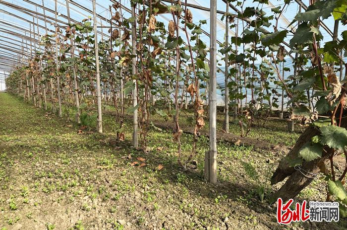 河北温室大棚葡萄技术怎么掌握？-图2