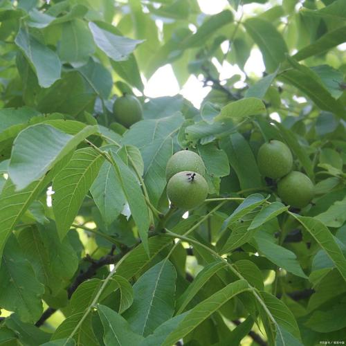 高产核桃种植技术视频有哪些关键要点?-图1 高产核桃种植技术视频有哪些关键要点?-图1