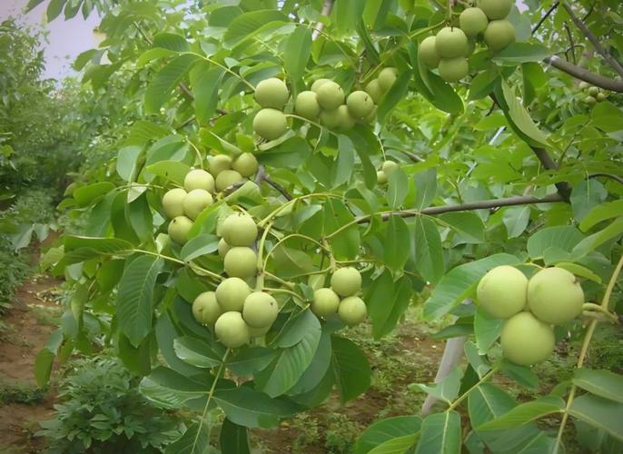 高产核桃种植技术视频有哪些关键要点?-图3 高产核桃种植技术视频有哪些关键要点?-图3