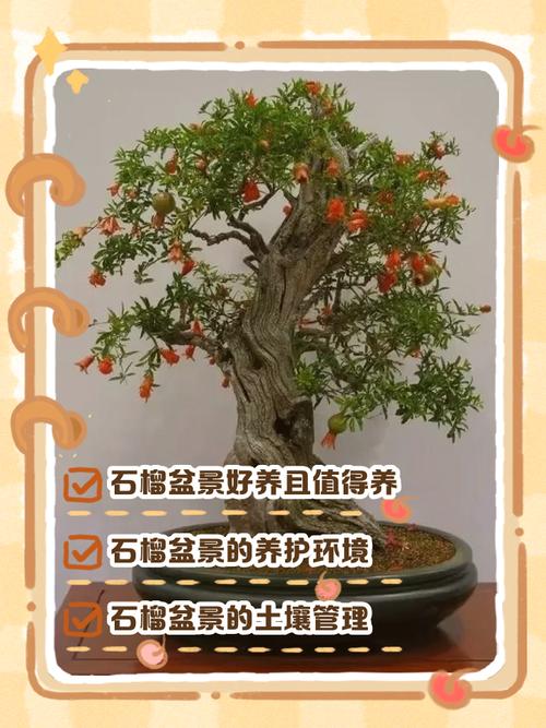 春季盆栽石榴怎么管？-图3