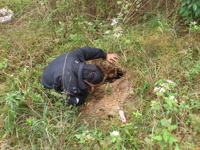 2025年野鸡价格会涨还是跌？-图1