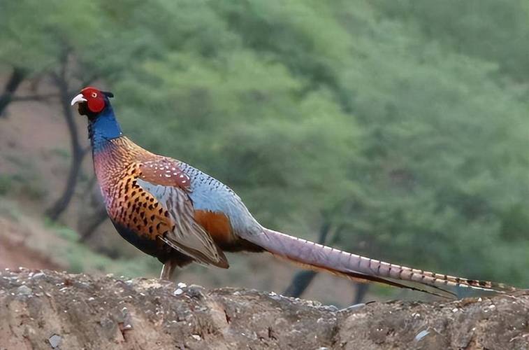 2025年野鸡价格会涨还是跌？-图3