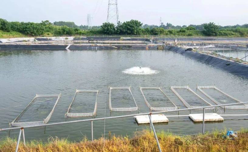 罗非鱼大棚养殖技术要点有哪些？-图1