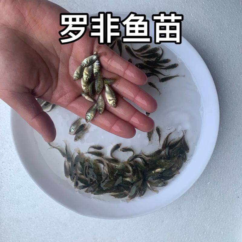 罗非鱼大棚养殖技术要点有哪些？-图3