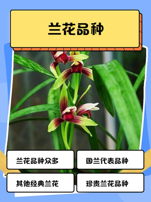 市面常见兰花品种排名依据是什么？-图2