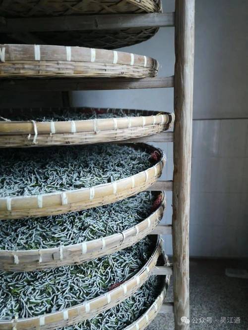 养蚕新技术有哪些关键突破？-图2