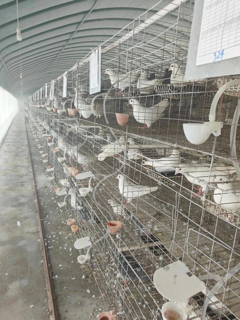 肉鸽人工养殖技术视频如何快速上手？-图2