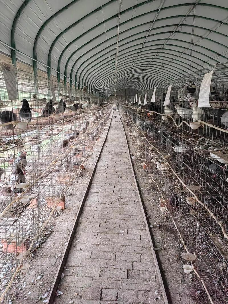 肉鸽人工养殖技术视频如何快速上手？-图1