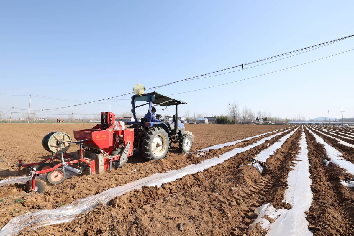 每日农经栽植技术视频有哪些实用技巧？-图2