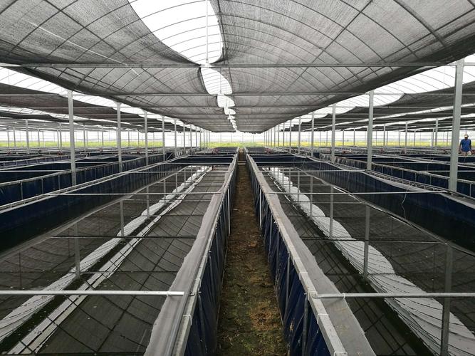 水蛭室内立体养殖技术如何高效实施？-图1