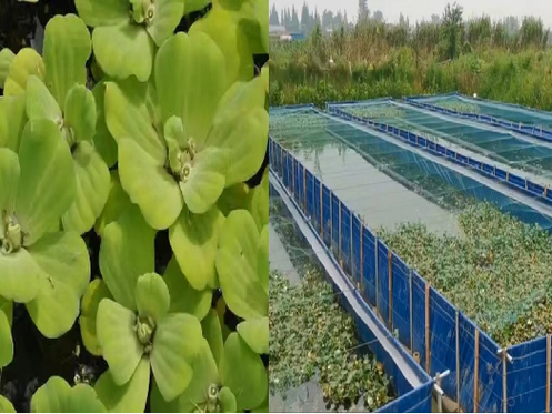 水蛭室内立体养殖技术如何高效实施？-图2