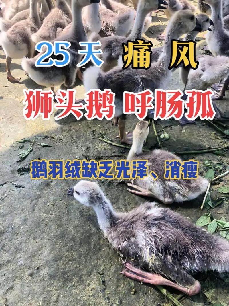 鹅的39项养殖技术有哪些关键要点？-图1