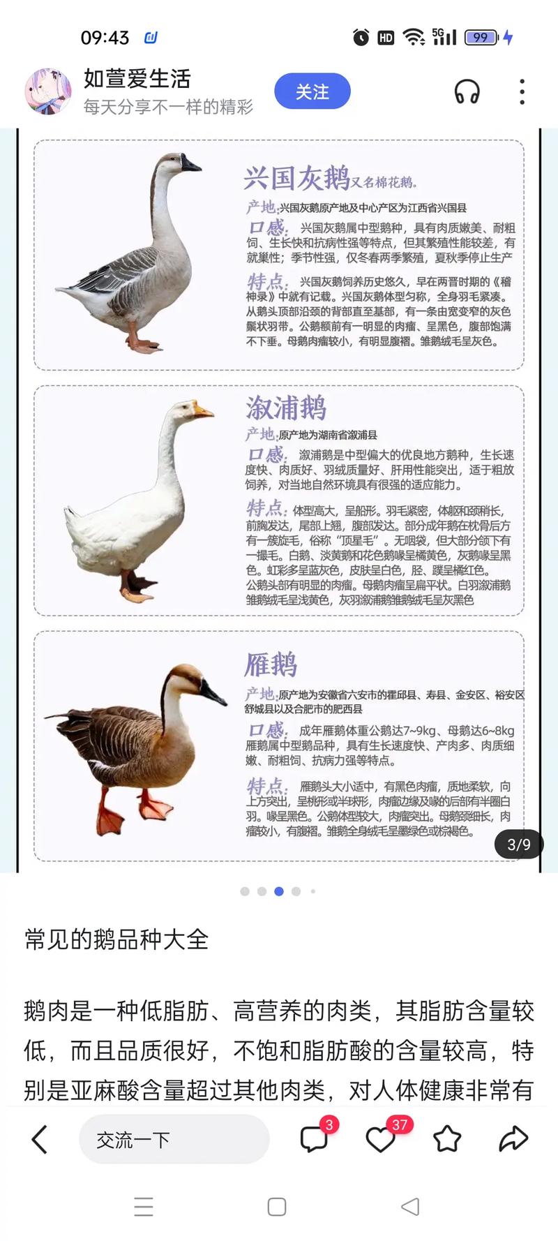 鹅的39项养殖技术有哪些关键要点？-图2