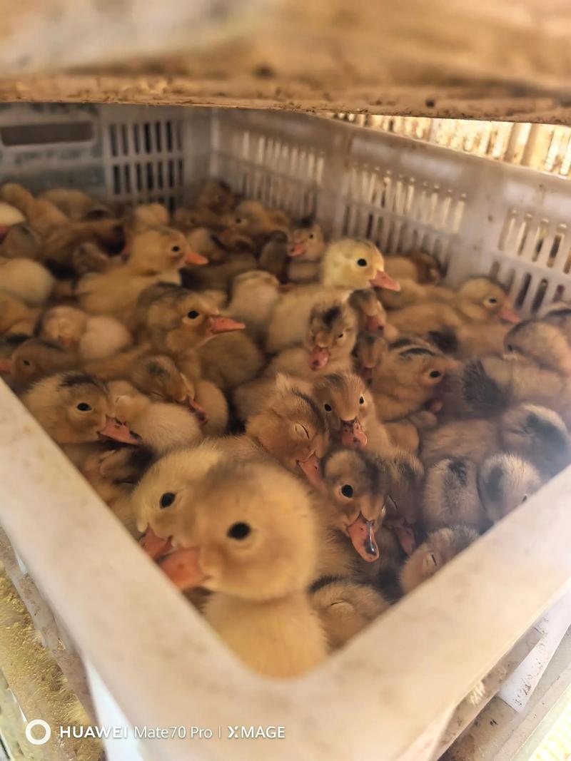 鹅的39项养殖技术有哪些关键要点？-图3