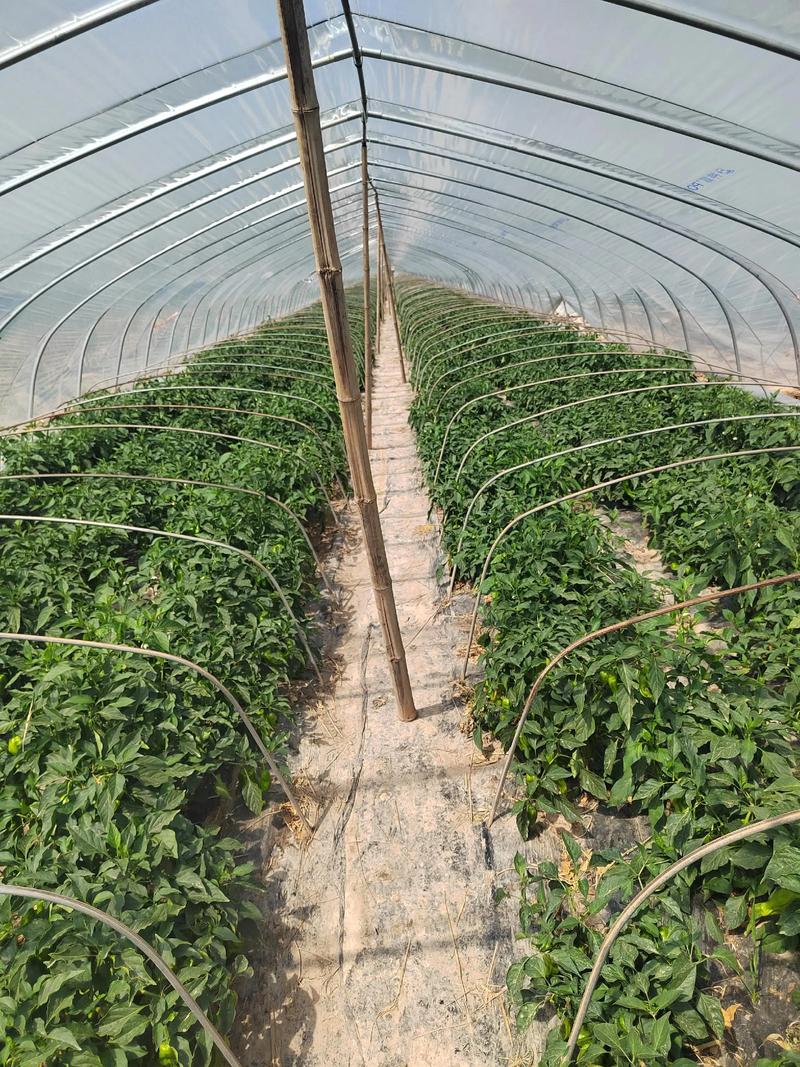 辣椒大田种植技术有哪些关键点？-图3