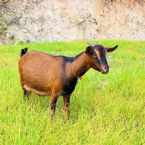 南江黄羊是什么品种?-图1 南江黄羊是什么品种?-图1