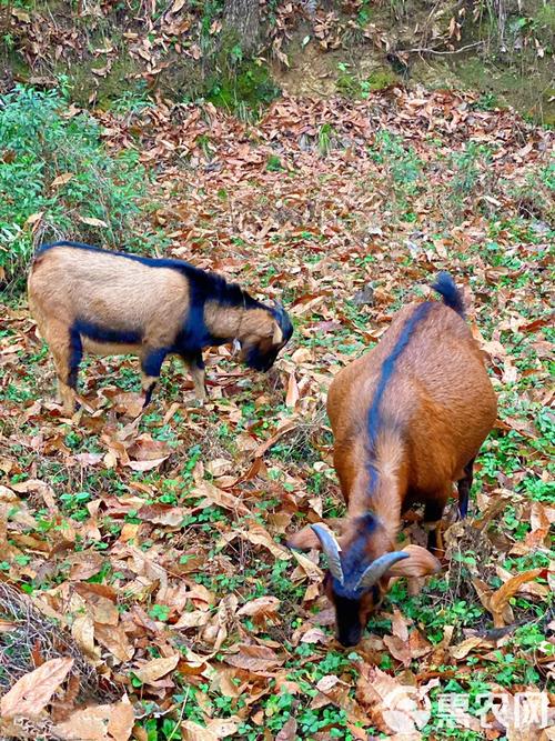 南江黄羊是什么品种?-图2 南江黄羊是什么品种?-图2