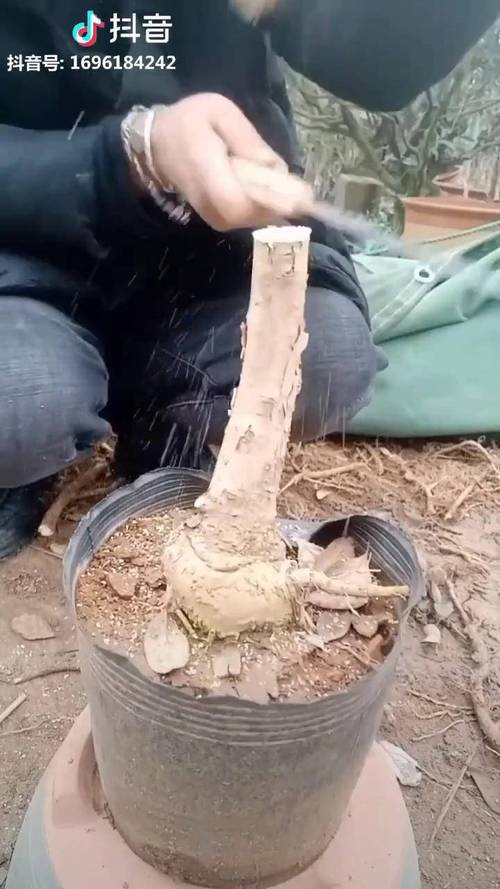 桂花嫁接步骤技术图解，关键步骤有哪些？-图1