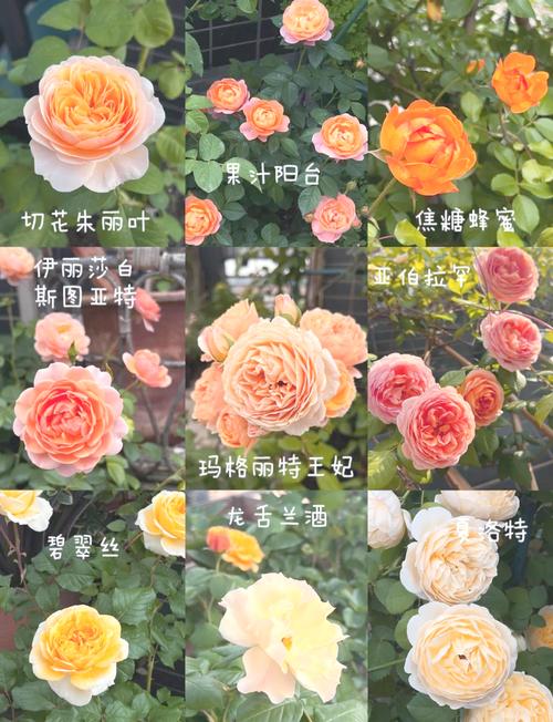 月季品种资料整理(二),整理了哪些品种?-图2 月季品种资料整理(二),整理了哪些品种?-图2