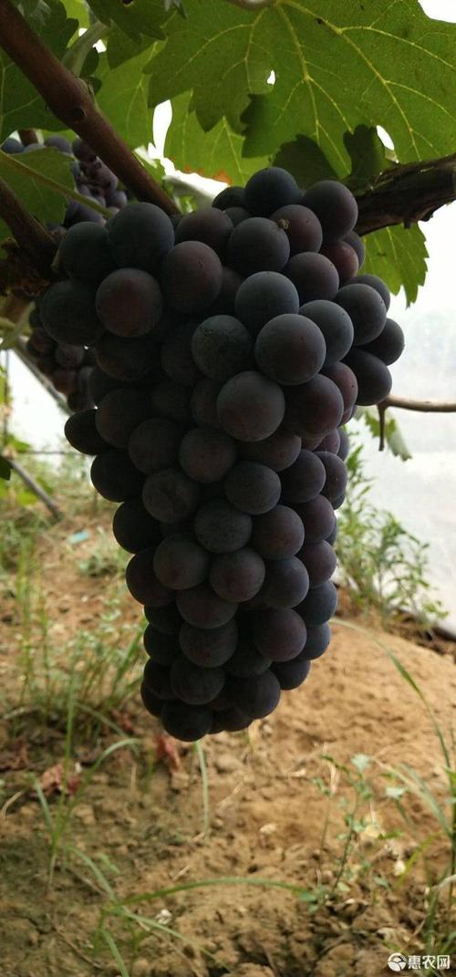 黑色葡萄品种有哪些？-图3