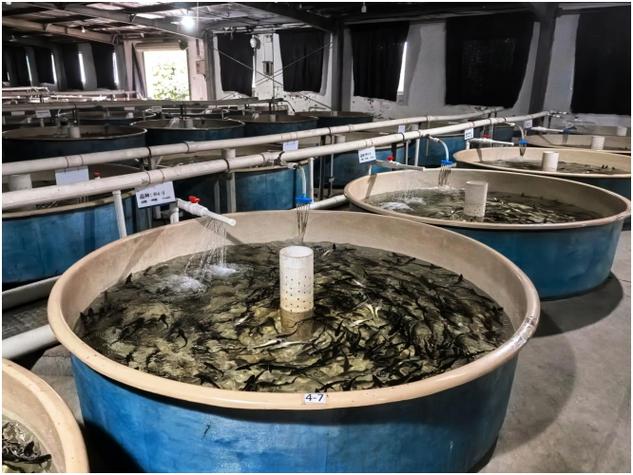 鱼类人工池塘繁育技术如何高效应用？-图1