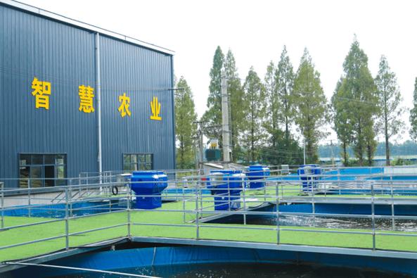 鱼类人工池塘繁育技术如何高效应用？-图2