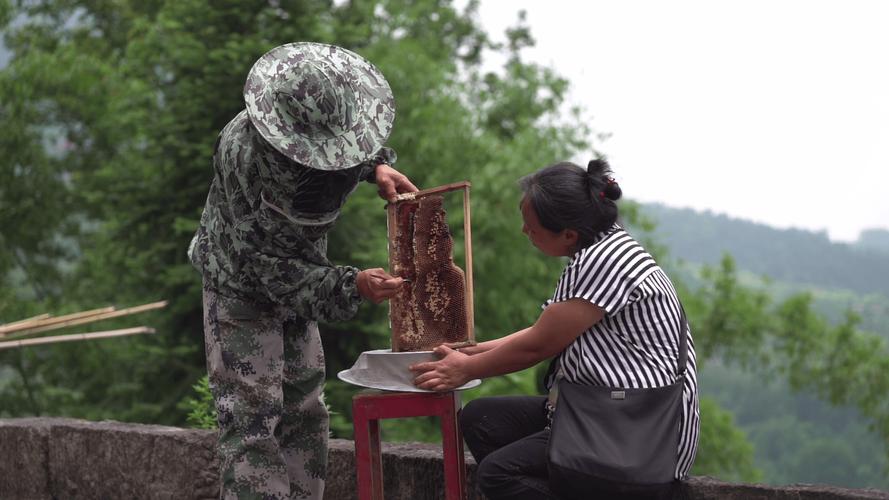 哪里能下载养蜂技术高清视频？-图2