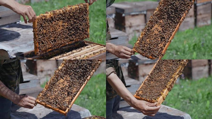 哪里能下载养蜂技术高清视频？-图1