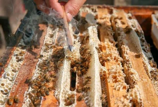 哪里能下载养蜂技术高清视频？-图3