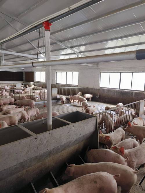 秸秆发酵养猪视频怎么学?技术要点有哪些?-图2 秸秆发酵养猪视频怎么学?技术要点有哪些?-图2