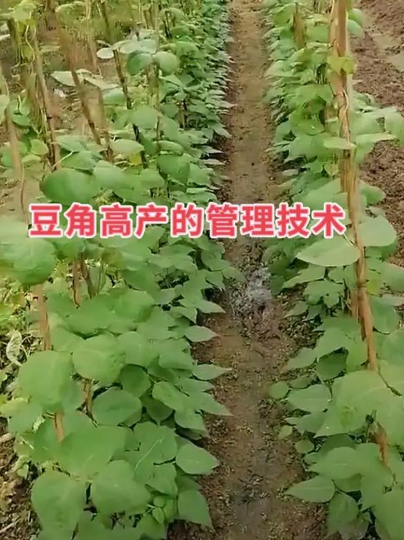 华南露地豆角怎么种才高产？-图1