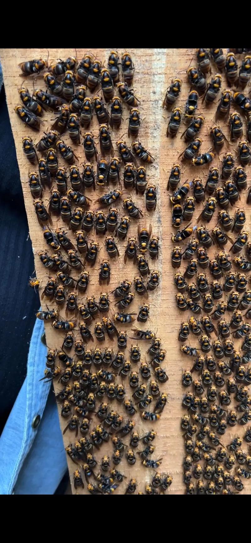 马蜂过冬技术公开图片，如何安全越冬？-图1