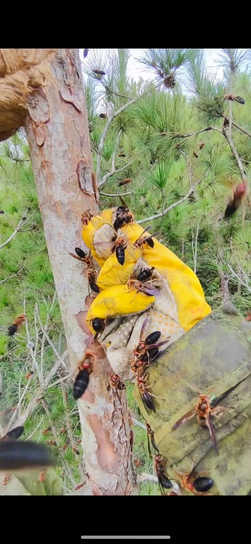 马蜂过冬技术公开图片，如何安全越冬？-图2