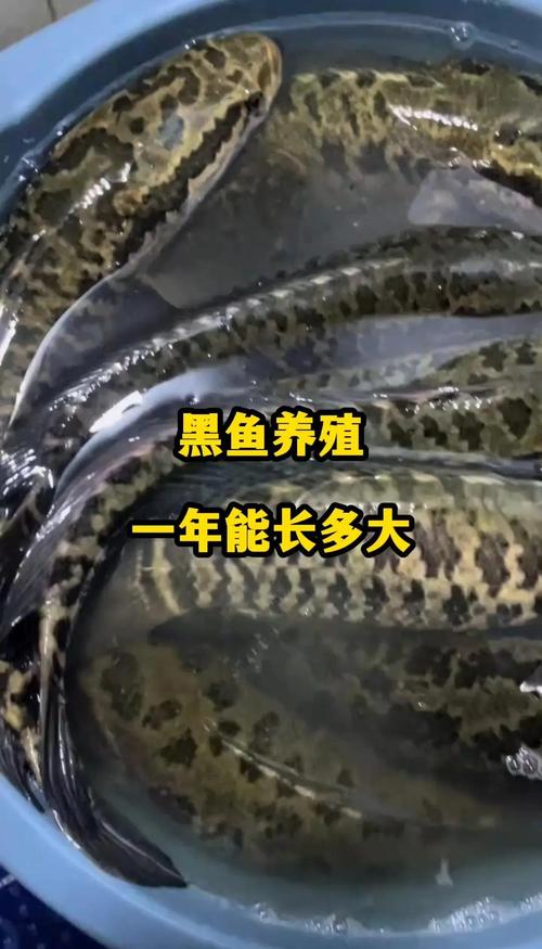 黑鱼养殖全套视频,新手能学会吗?-图2 黑鱼养殖全套视频,新手能学会吗?-图2