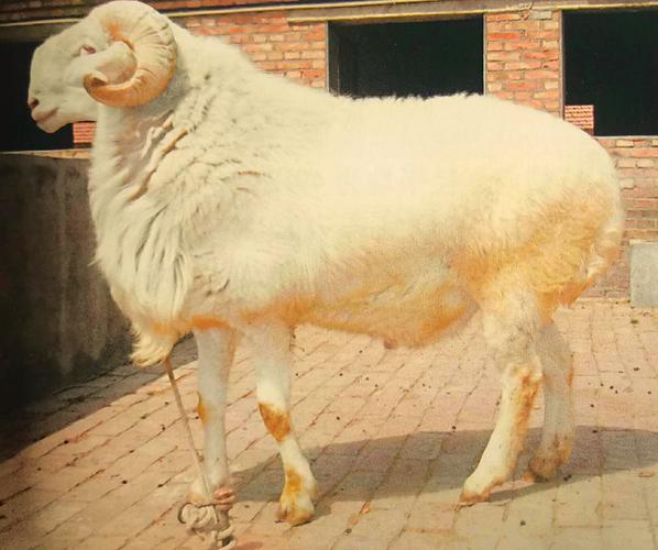 品种齐全的小尾寒羊养殖哪里好?-图1 品种齐全的小尾寒羊养殖哪里好?-图1