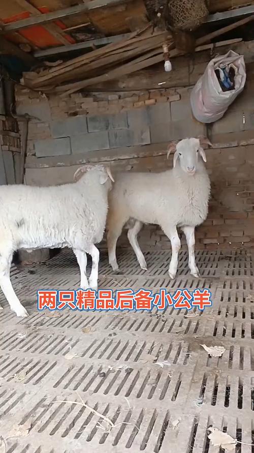 品种齐全的小尾寒羊养殖哪里好?-图2 品种齐全的小尾寒羊养殖哪里好?-图2