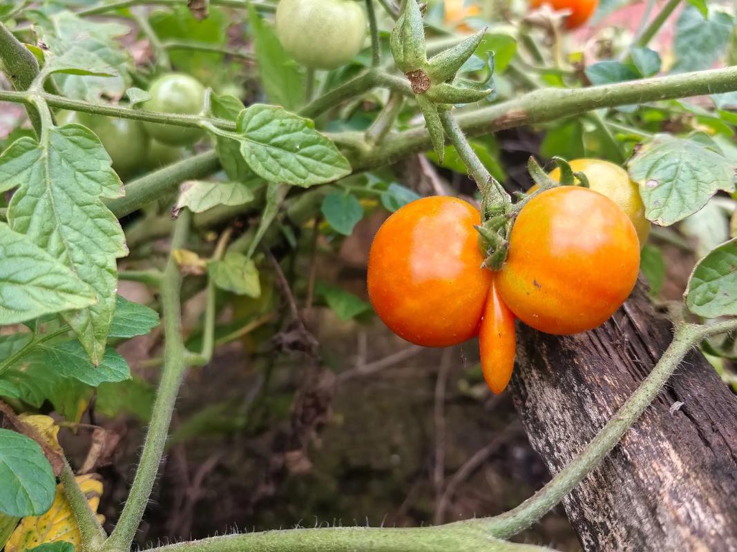 2025年瓜蒌价格行情会涨还是跌？-图2