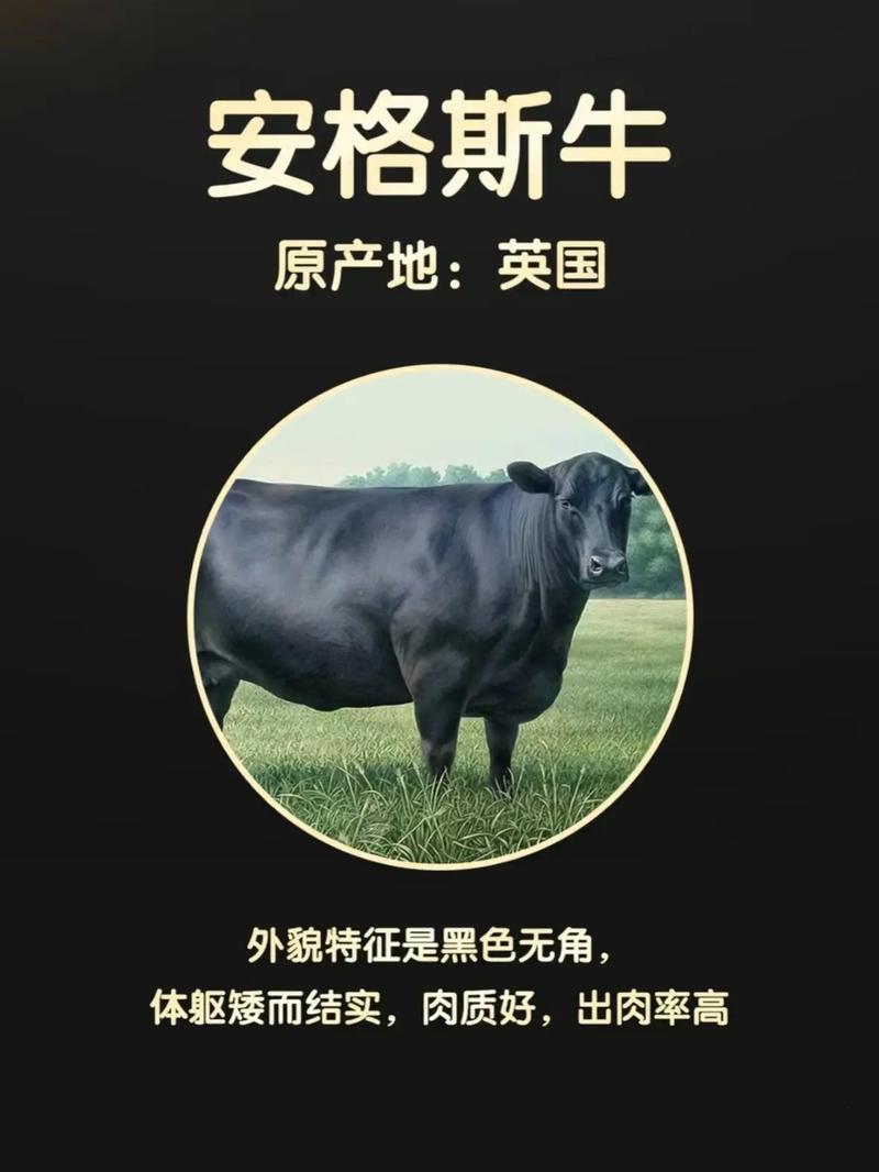 世界肉牛顶级品种有哪些?-图2 世界肉牛顶级品种有哪些?-图2