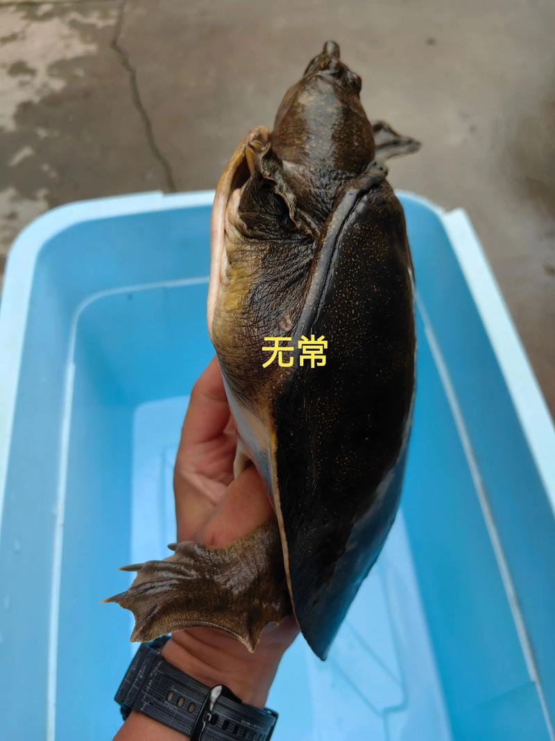 2025甲鱼价格行情-图3