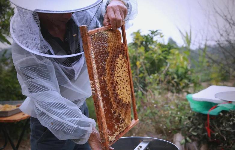 诱捕野生蜂群视频，关键技术是什么？-图1